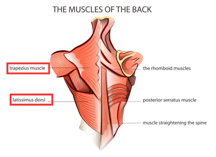 Anatomical Markup Of Back Muscles Used In Armwrestling