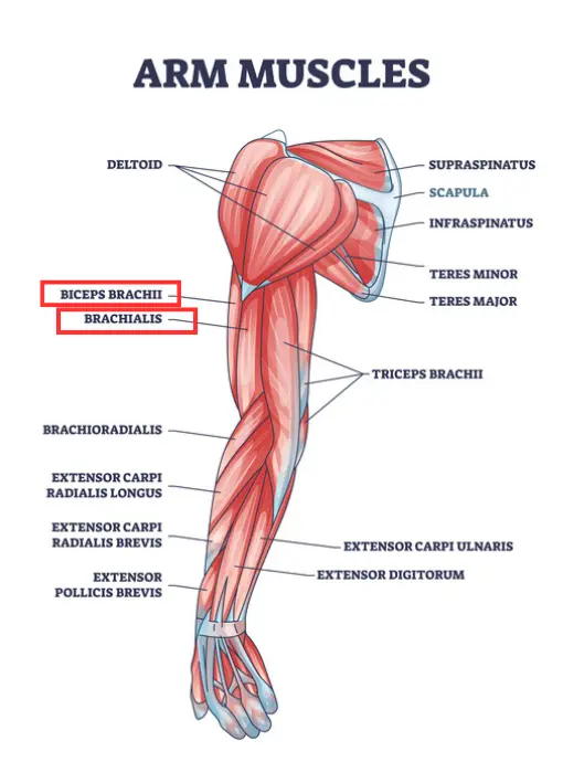 Anatomical Markup Of Bicep Muscles Used In Armwrestling